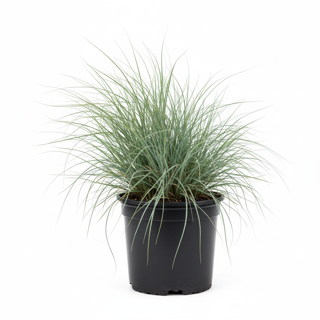Aristida Junciformis 3lt angle view