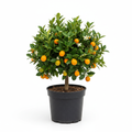 Citrus Kumquat Dwarf 14cm in nursery pot - product shot