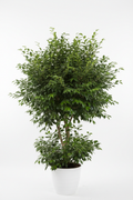 Ficus Bushy Rijsenhout full plant