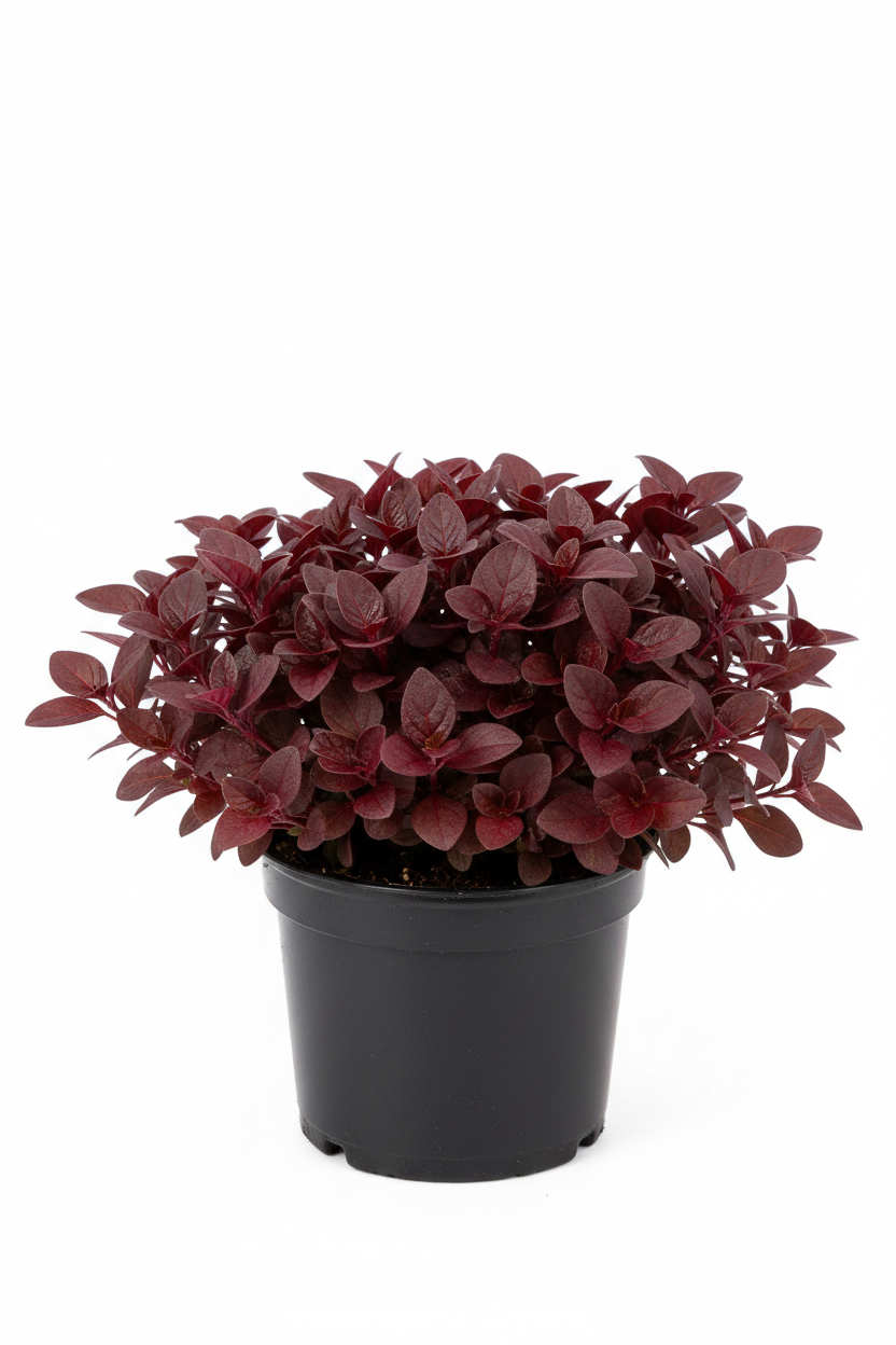 Alternanthera Red Ruby 12cm pot with solid deep burgundy-red compact foliage