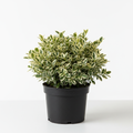Euonymus Variegata Special - White Background