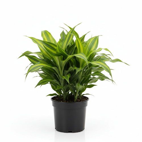 Dracaena Massangeana 3PP - White Background