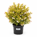 Abelia Francis Mason 2L in nursery pot - product shot