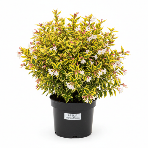 Abelia Francis Mason 2L in nursery pot - product shot