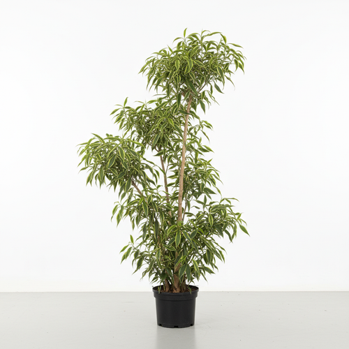 Dracaena Reflexa - White Background