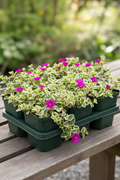 Aptenia Cordifolia Variegated 6 pack with cream-edged foliage and magenta blooms