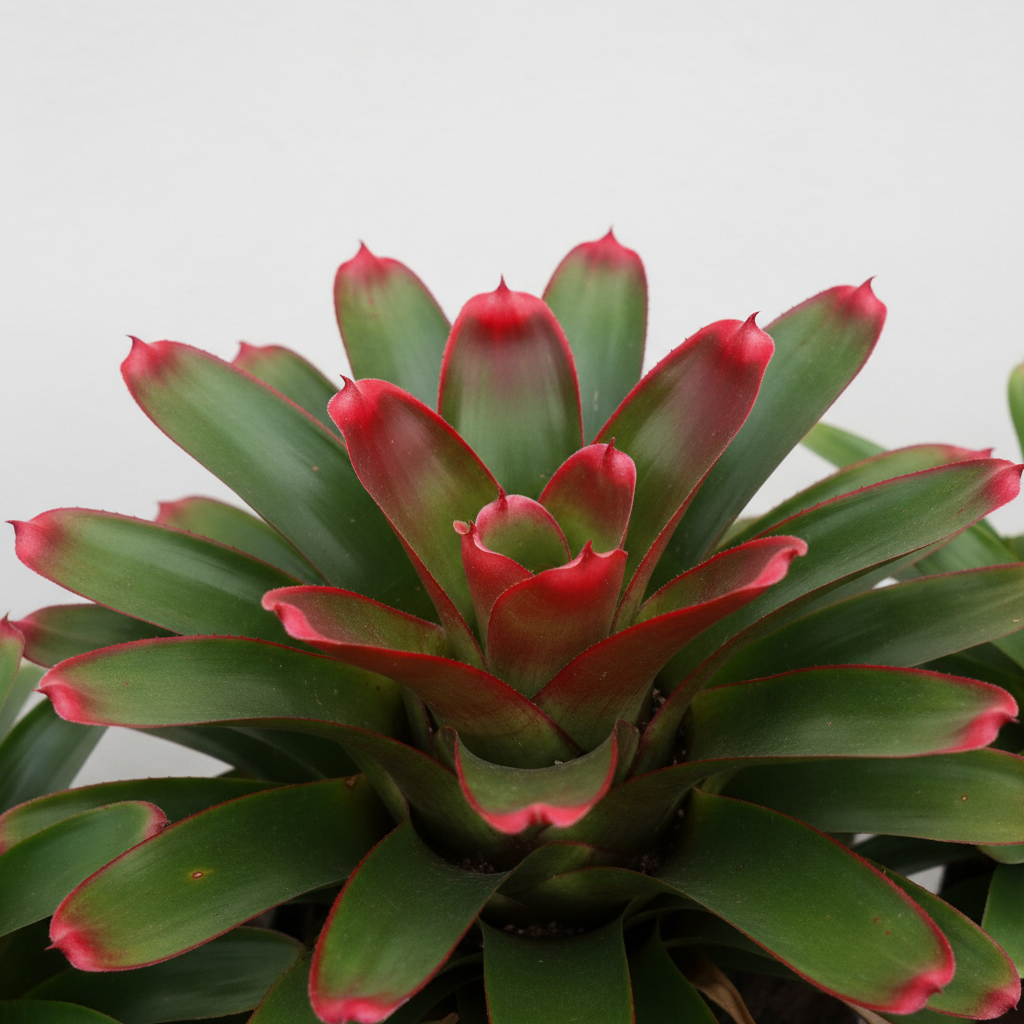 Cryptobergia Rubra - Close Up
