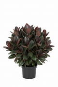 Ficus Bushy Decora 3in1 30cm - Full view