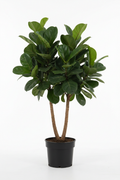 Ficus Bushy Lyrata 2 Heads 19cm - Full view