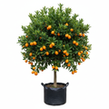 Citrus Kumquat Nagami 5L in nursery bag - product shot