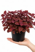 Alternanthera Red Ruby 12cm pot with rich burgundy-red dense foliage