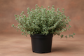 Thyme