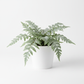 Fern Phlebodium in nursery pot