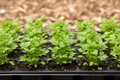 Parsley Italian Flat Leaf