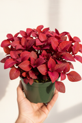 Hand holding a plastic nursery pot with Alternanthera Red Ruby ruby-red foliage