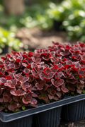 Alternanthera Red Ruby 6-pack with intense burgundy-red velvety foliage