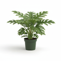 Philodendron Selloum (14cm)