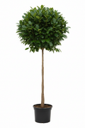 Ficus Lollipop Australis 4 35cm - Full view