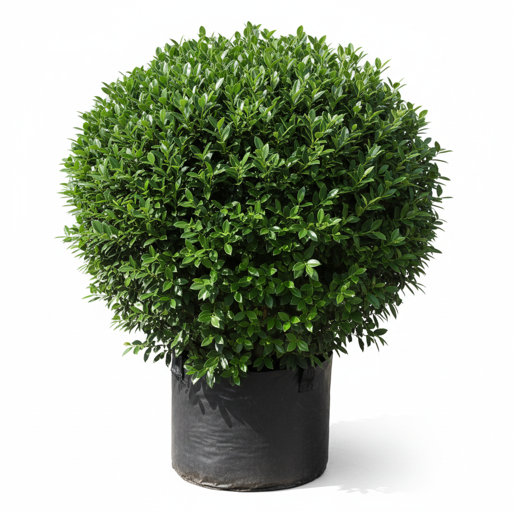Ficus Microcarpa Hawaii 20L Bush in nursery bag - product shot