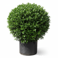 Ficus Microcarpa Hawaii 20L Bush in nursery bag - product shot