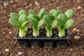 Pak Choi