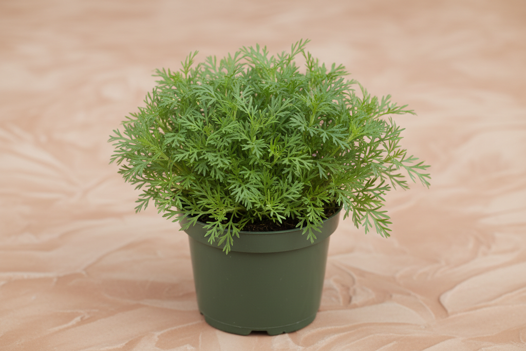 Chamomile