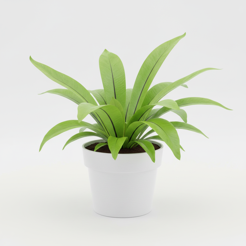 Fern Bird's Nest Nidus in nursery pot