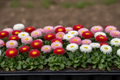 Bellis