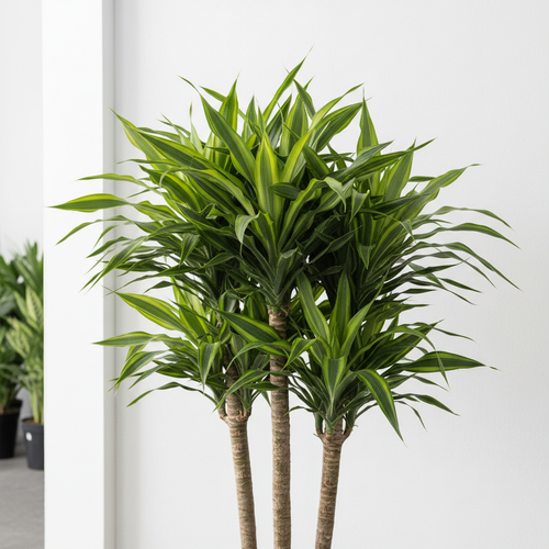 Dracaena Massangeana 3in1 - Close Up