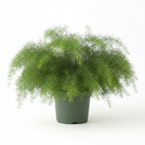 Asparagus Densiflorus Mazeppa 15cm angle view