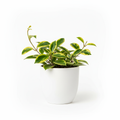 Hoya Carnosa Green Gold in white pot