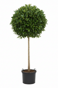 Ficus Lollipop Australis 3 55cm - Full view
