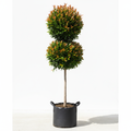 Syzygium Paniculatum 60L Double Ball - product shot