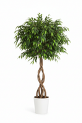 Ficus Braided Benjamina full plant