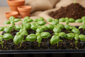 Basil Sweet Genovese