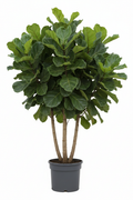 Ficus Bushy Lyrata 3pp 35cm - Full view