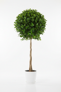 Ficus Bushy Moclame full plant