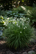 Anthericum Saundersiae with lush arching grassy foliage and starry white flowers