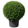 Buxus Sempervirens Faulkner 5L in nursery bag - product shot