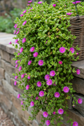 Aptenia Cordifolia Green trailing succulent with small fleshy leaves and magenta daisy-like flowers