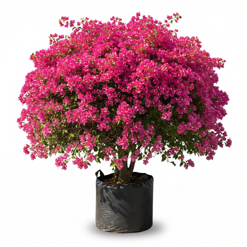 Bougainvillea 20L Bush in nursery bag - side angle