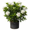 Gardenia Florida 10L Bush in nursery bag - product shot