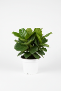 Ficus Lyrata Bambino full plant portrait
