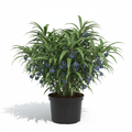 Dianella Tasmanica 4L in nursery pot - product shot