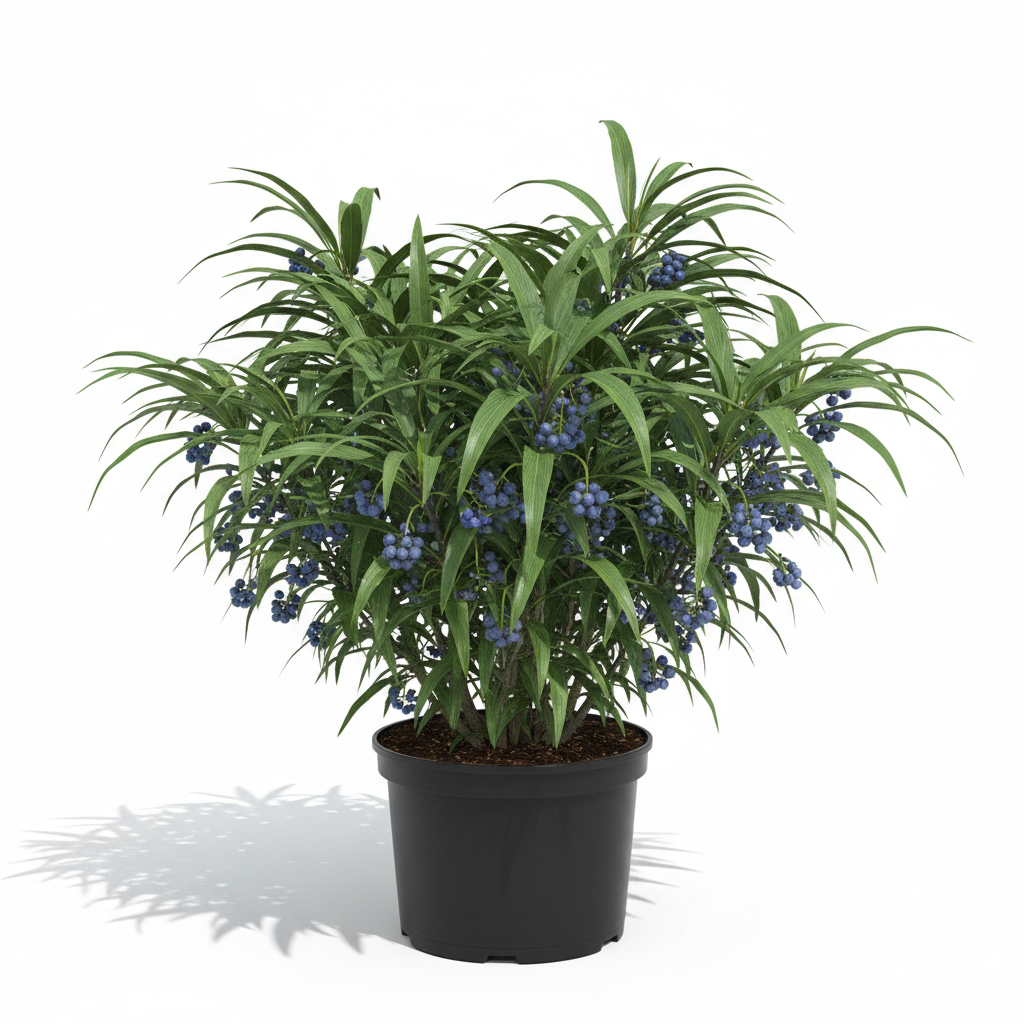 Dianella Tasmanica 4L in nursery pot - product shot