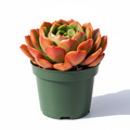 Crassula Erosula Sunset 3L in nursery pot - product shot