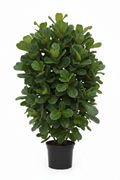 Ficus Bushy Lyrata 1pp 30cm - Full view