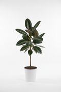 Ficus Bushy Decora full plant