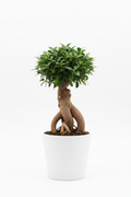 Ficus Ginseng full plant