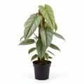Philodendron Silver Wings P/P